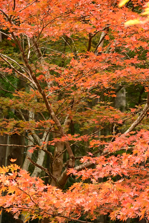 023_241126160 X900 小国神社 Z50 Z18-140.jpg