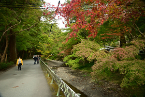 016_241126120 X900 小国神社 Z50 Z18-140.jpg