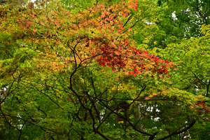 020_241126142 X900 小国神社 Z50 Z18-140.jpg