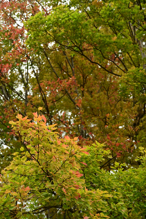 039_241126201 X900 トウカエデ 岡崎城公園 Z50 Z18-140.jpg