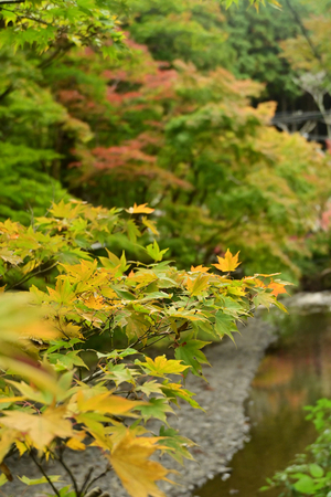 017_241126128 X900 小国神社 Z50 Z18-140.jpg