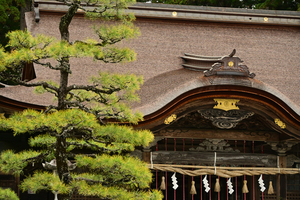 011_241126106 X900 小国神社 Z50 Z18-140.jpg