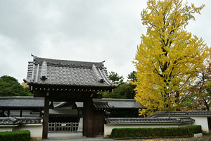 042_241126217 X900 岡崎城公園 二の丸能楽堂 Z50 Z18-140.jpg