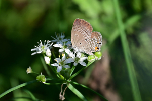 007_241103015 X900 ◎クマソ♀ 峰岡公園 z50 z18-140.jpg