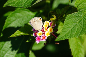 001_241002066 X900 ◎帷子川 クマソ♂ RX10M4.jpg