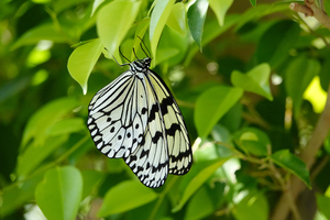 010_250214060 X900 〇多摩動物公園 昆虫生態園RX10M4.jpg