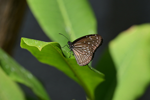 011_250214353 X900 〇ツマムラサキ♀ 多摩動物公園 RX10M4.jpg