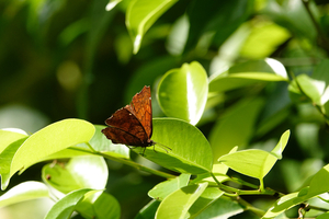 008_250214051 X900 〇多摩動物公園 昆虫生態園RX10M4.jpg