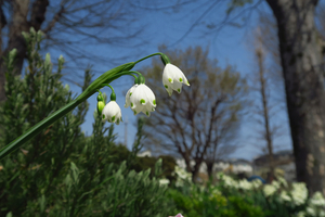 011_250327030 X900 峰岡公園 スズランスイセン G7X.jpg