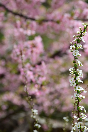 018_250314103 X900 〇保土ヶ谷公園 河津桜 ユキヤナギ Z50 Z18-140.jpg