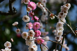 011_250314054 X900 〇保土ヶ谷公園 思いのまま Z50 Z18-140.jpg