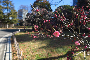 008_250221052s X900 ◎日比谷公園 G7X.jpg