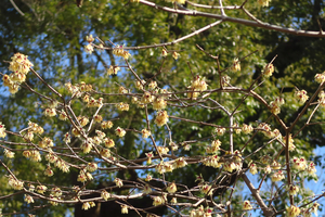 013_250221099 X900 ◎ロウバイ 霞門 日比谷公園 G7X.jpg