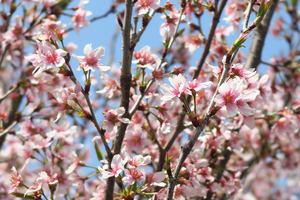005_250327013 X900 峰岡公園 エドヒガン G7X.jpg