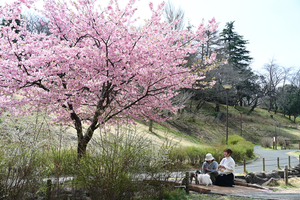 026_250314132 X900 〇保土ヶ谷公園 Z50 Z18-140.jpg