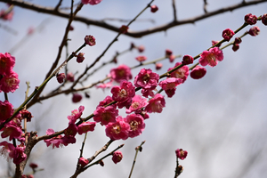 013_250314070 X900 保土ヶ谷公園 桜鏡 Z50 Z18-140.jpg