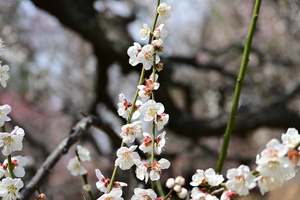 012_250314065 X900 保土ヶ谷公園 白加賀 Z50 Z18-140.jpg