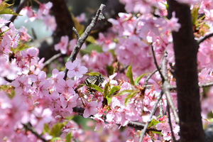 029_250314138mt X900 ▲保土ヶ谷公園 アゲハ Z50 Z18-140.jpg