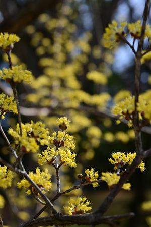 033_250314185 X900 〇保土ヶ谷公園 サンシュユ  Z50 Z18-140.jpg