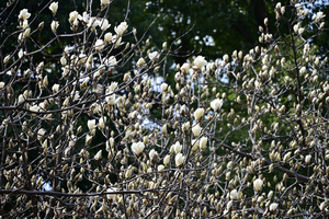 007_250314036 X900 〇保土ヶ谷公園 ハクモクレン Z50 Z18-140.jpg