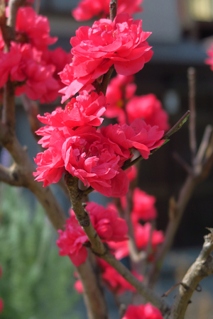 007_250327018 X900 峰岡公園 モモ G7X.jpg