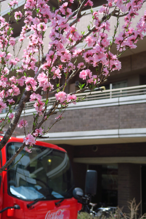 015_250327042 X900 星川駅前 モモ G7X.jpg