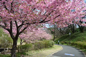 017_250314092 X900 ◎ 保土ヶ谷公園 河津桜 Z50 Z18-140.jpg