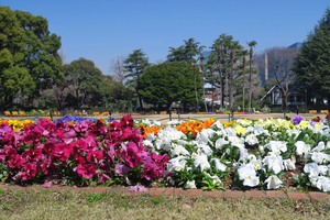 007_250321040 X900 〇第一花壇 日比谷公園 G7X.jpg