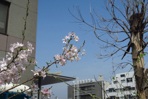 014_250327038 X900 保土ヶ谷区 アーモンド G7X.jpg