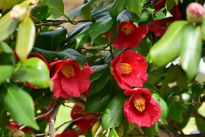 005_250314032 X900 〇保土ヶ谷公園 Z50 Z18-140.jpg