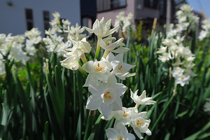 010_250327024 X900 峰岡公園 シロバナスイセン G7X.jpg