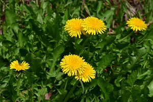 022_250314115 X900 〇保土ヶ谷公園 セイヨウタンポポ Z50 Z18-140.jpg