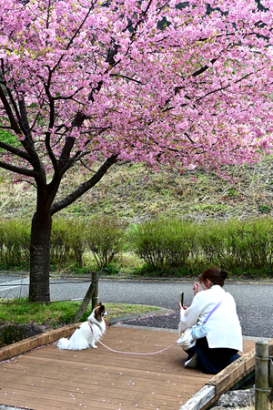 025_250314129a X900 〇保土ヶ谷公園 Z50 Z18-140.jpg