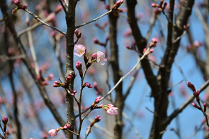 034_250314195 X900 峰岡公園 サトザクラ Z50 Z18-140.jpg