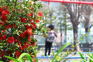 012_250327034 X900 峰岡公園 ボケと鉄棒 G7X.jpg