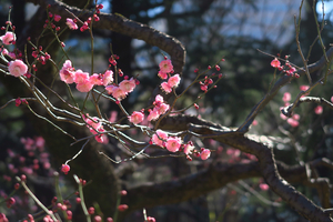 007_250221041 X900 ◎日比谷公園 G7X.jpg