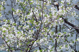 001_250327001 X800 峯小学校裏 ヤマザクラ G7X.jpg