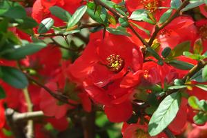 009_250327023 X900 峰岡公園 ボケ G7X.jpg