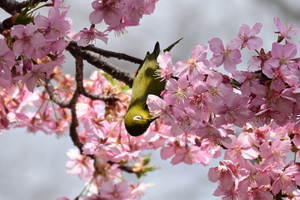031_250314166t X900 ◎保土ヶ谷公園 河津桜 メジロ Z50 Z18-140.jpg