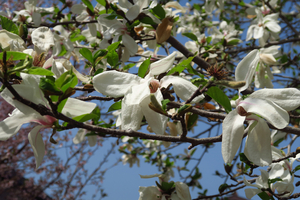 004_250327008 X900 峰岡公園 コブシ G7X.jpg