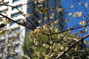 014_250221107 X900 ◎ロウバイ 霞門 日比谷公園 G7X.jpg