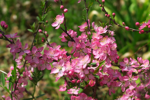 008_250327021 X900 峰岡公園 シベリアサクラ G7X.jpg