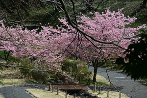 015_250314084 X900 〇保土ヶ谷公園 河津桜 Z50 Z18-140.jpg