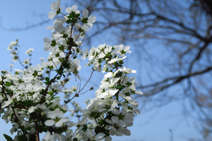 003_250327004 X900 峰岡公園 ユキヤナギ G7X.jpg