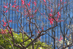 006_250221033 X900 ◎日比谷公園 G7X.jpg