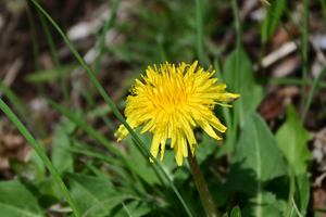 006_250314035 X900 保土ヶ谷公園 Z50 Z18-140.jpg