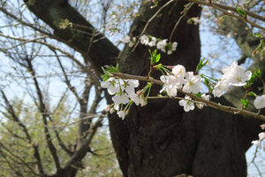002_250327002 X900 峰岡公園 ソメイヨシノ老木 G7X.jpg
