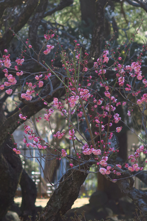 005_250221032 X900 〇日比谷公園 G7X.jpg