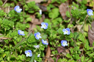 021_250314113 X900 保土ヶ谷公園 オオイヌノフグリ Z50 Z18-140.jpg