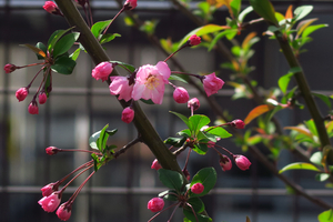 013_250327036 X900 保土ヶ谷区区役所 ハナカイドウ G7X.jpg